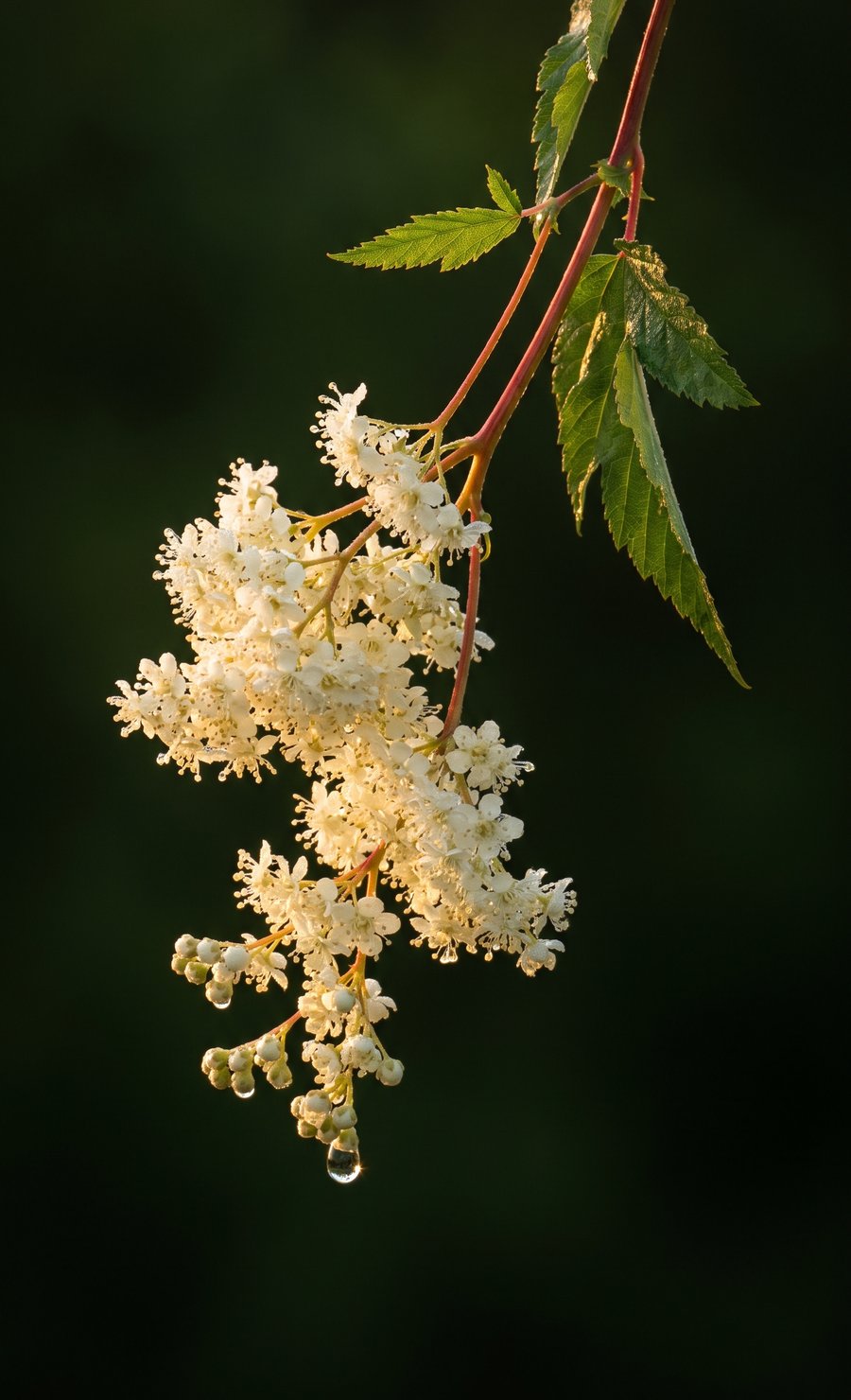 Wild meadowsweet in flower